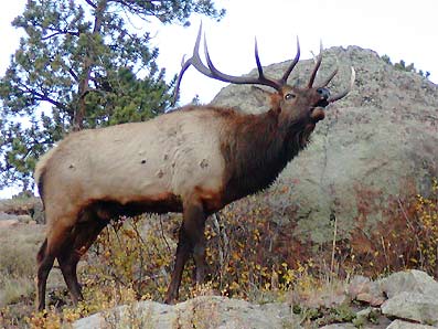 the national herd